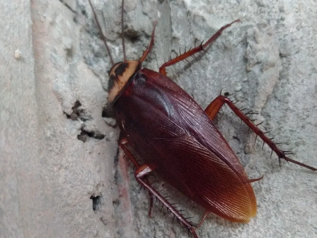 cockroach control Richmond