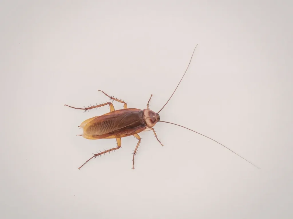 exterminator Abbotsford