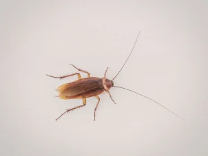 exterminator Abbotsford