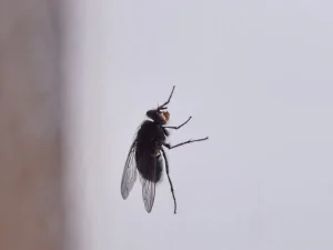 fly control Langley