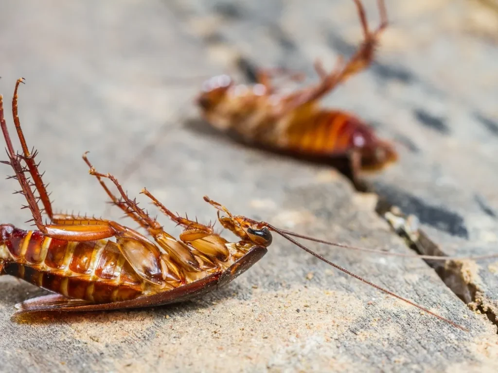 food storage pest prevention