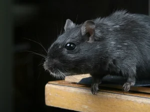 moisture attracts pests