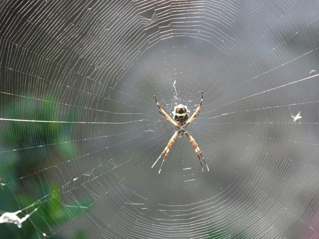 pest control frequency