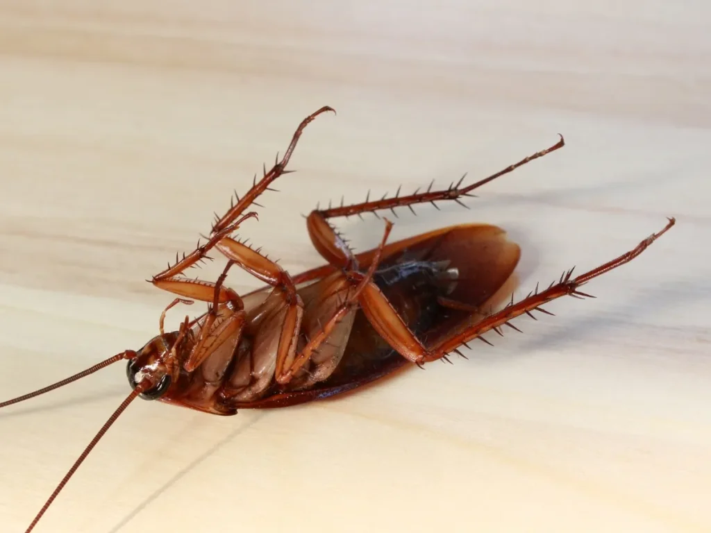commercial pest control