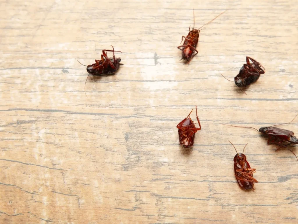pests spread disease