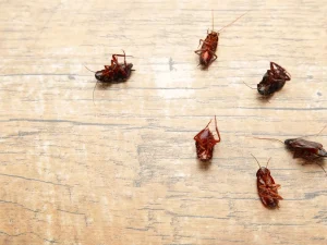 pests spread disease