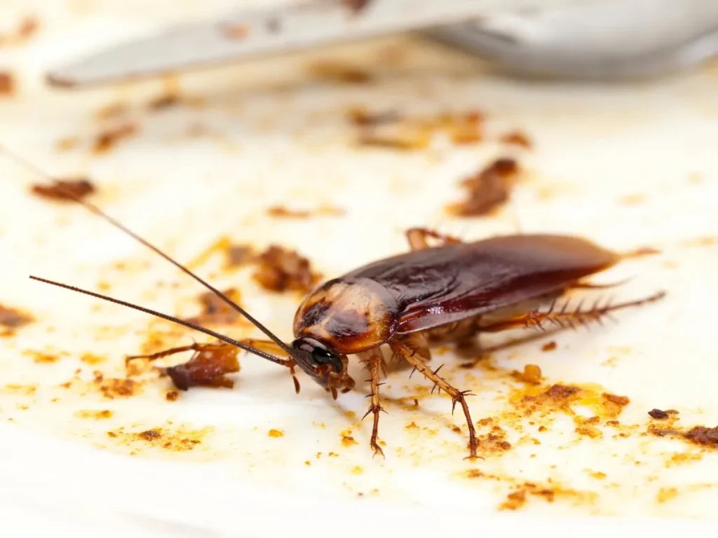 crawl space pest control