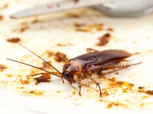 crawl space pest control