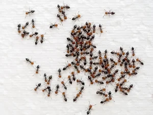 pantry pest control