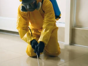 sudden pest infestation
