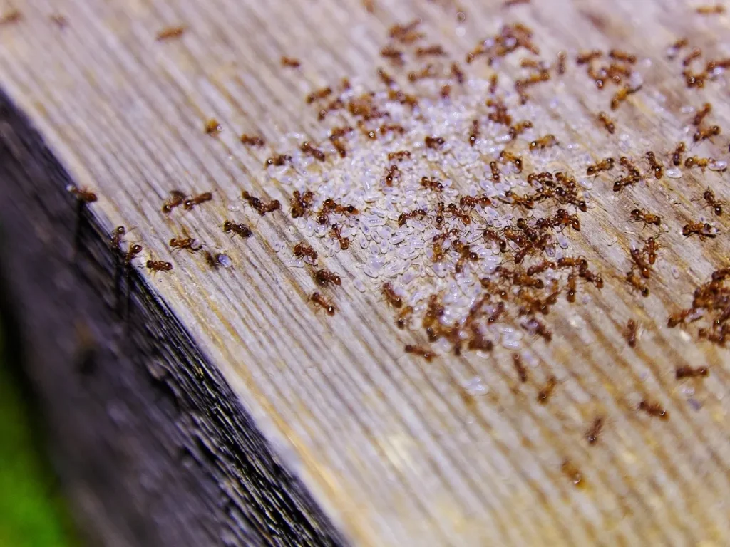 types of ants identification