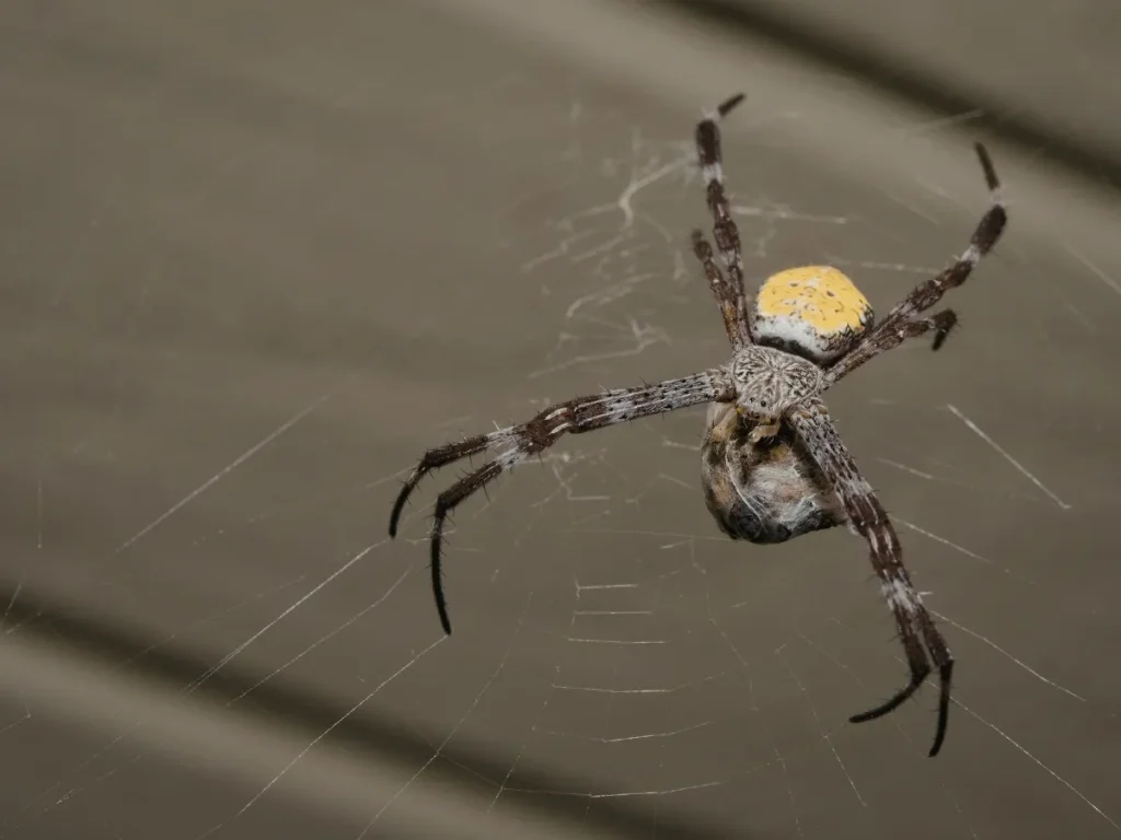 basement spider control
