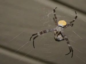 basement spider control