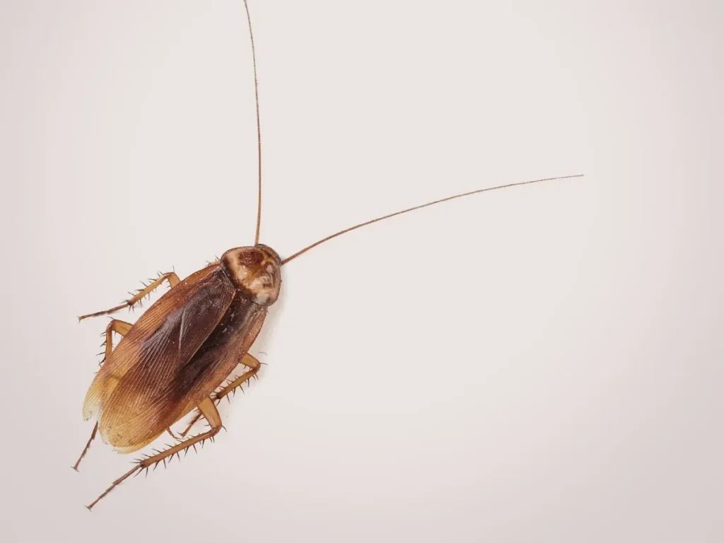 kitchen pest prevention