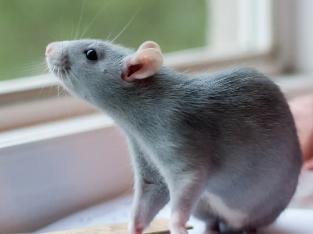pests after renovations