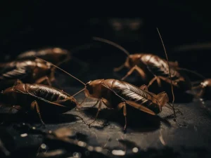 restaurant pest control