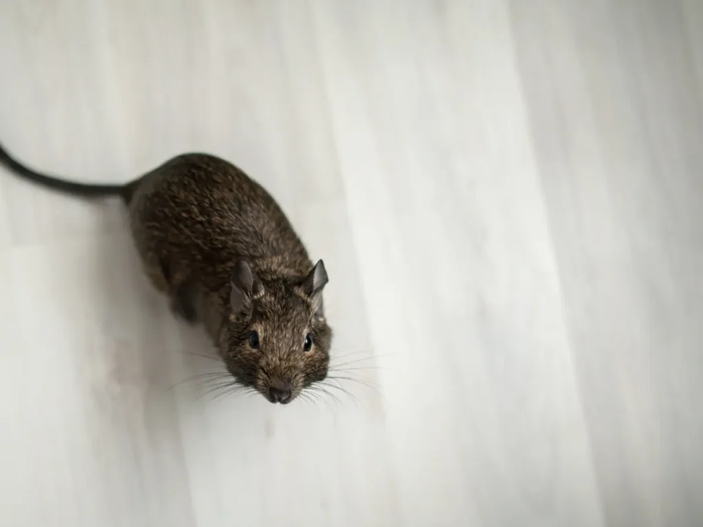 rodents in attic prevention