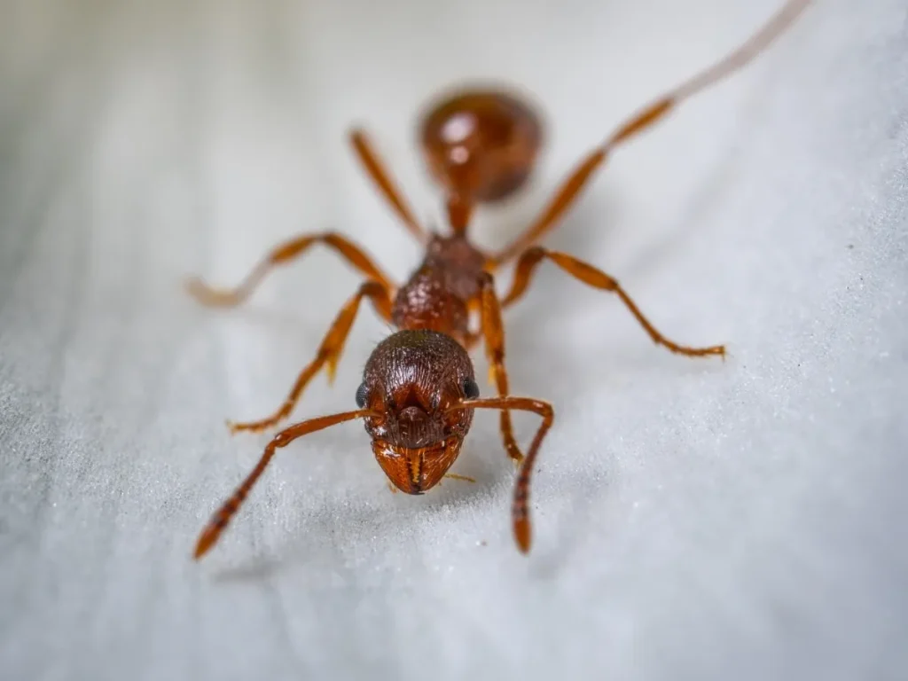 garden pest control