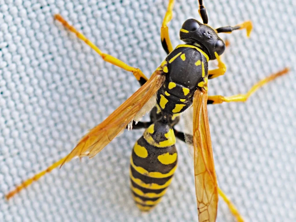 reduce pest activity