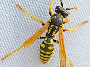 reduce pest activity