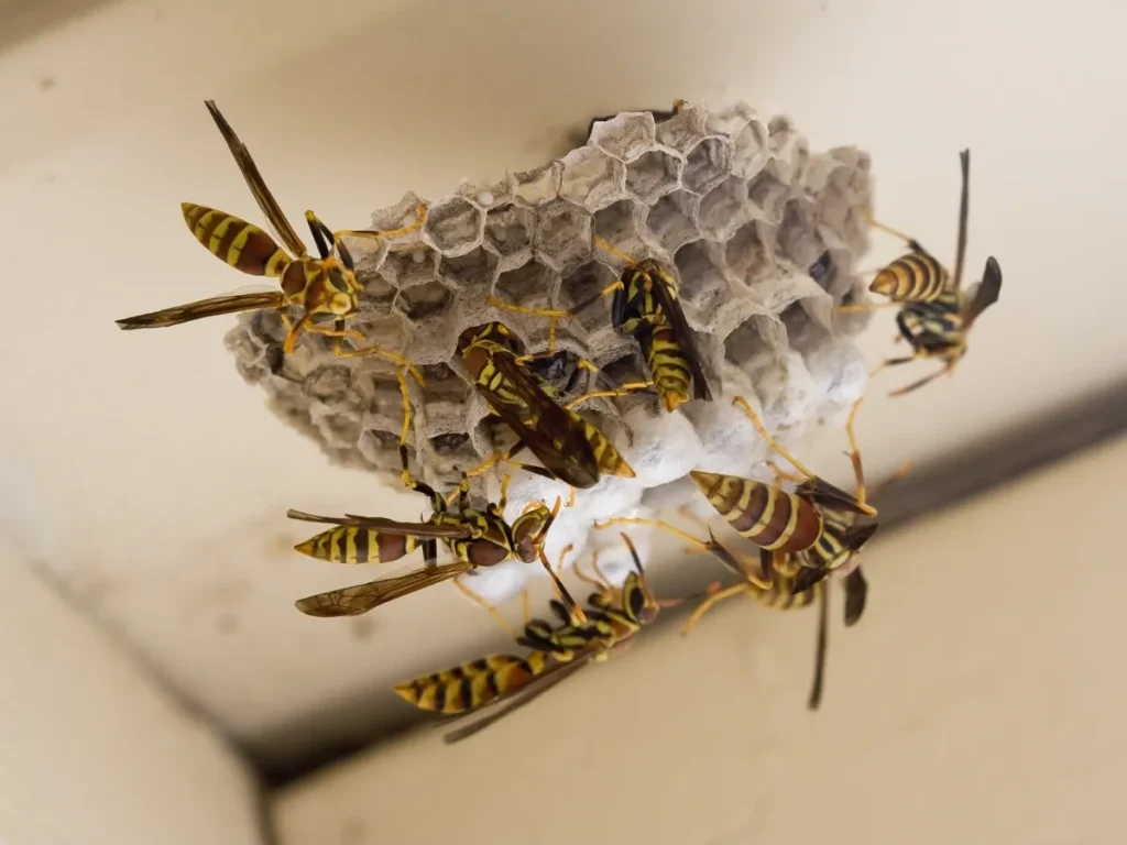 aggressive wasp control