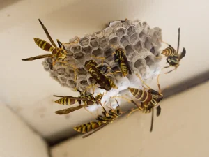 aggressive wasp control