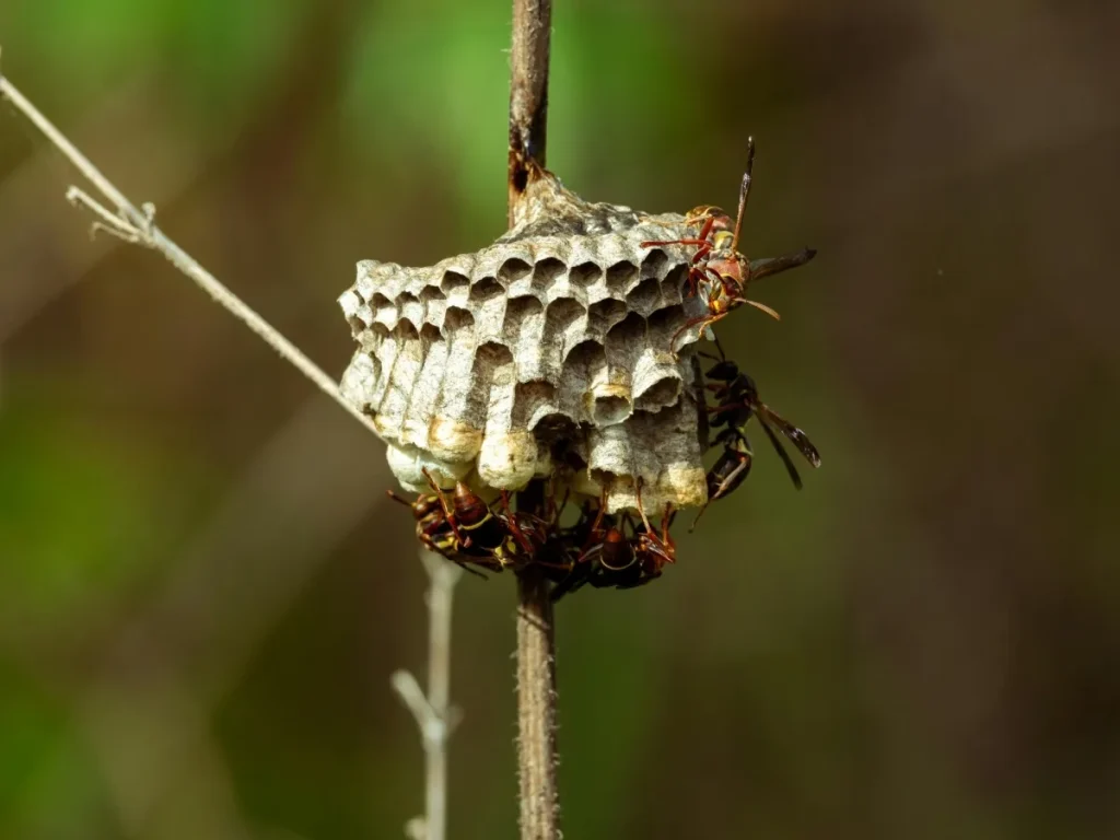 safe wasp nest removal