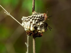 safe wasp nest removal