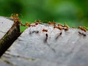 stop ant trails