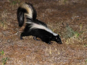 skunk removal Langley