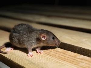 local pest control experts Fraser Valley