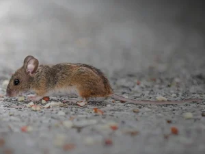 mice removal Coquitlam