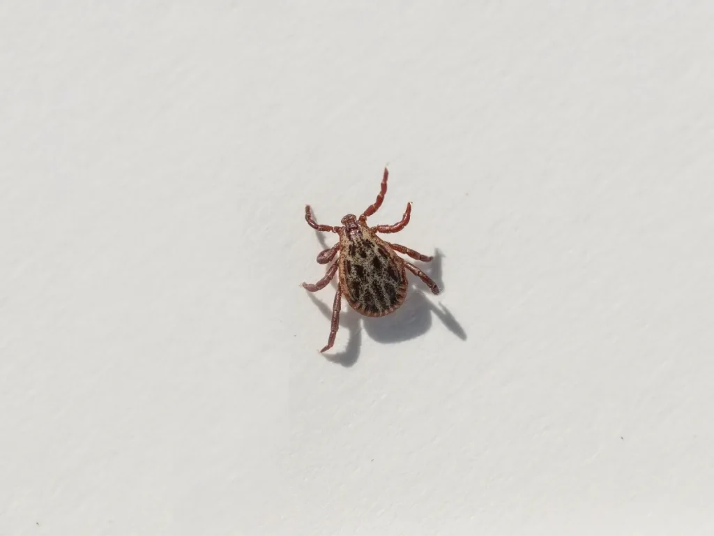 mite control Langley