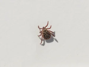 mite control Langley