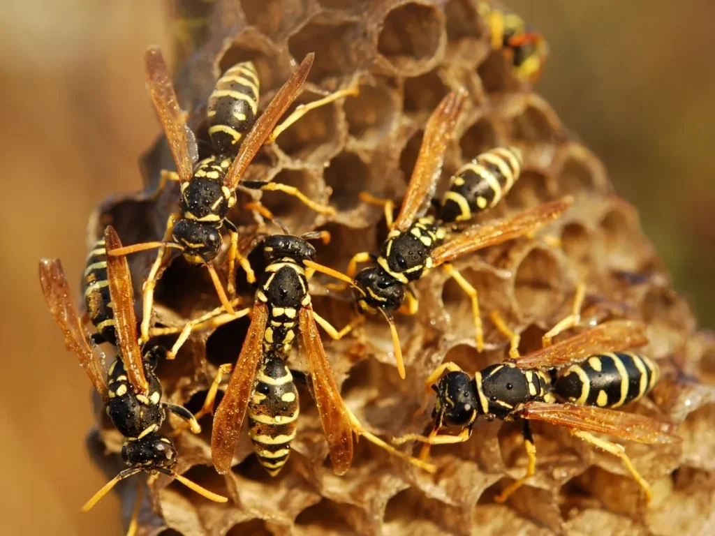 pest control myths