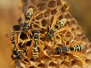 pest control myths