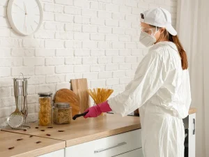pest control in Vancouver for ant problems