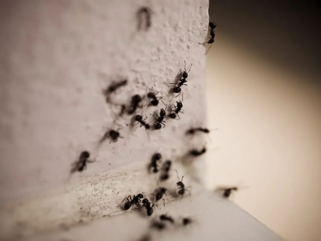 pest prevention for homeowners