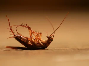 pest control for rental properties