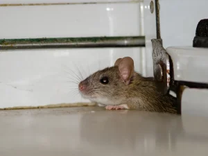 rodent control Chilliwack