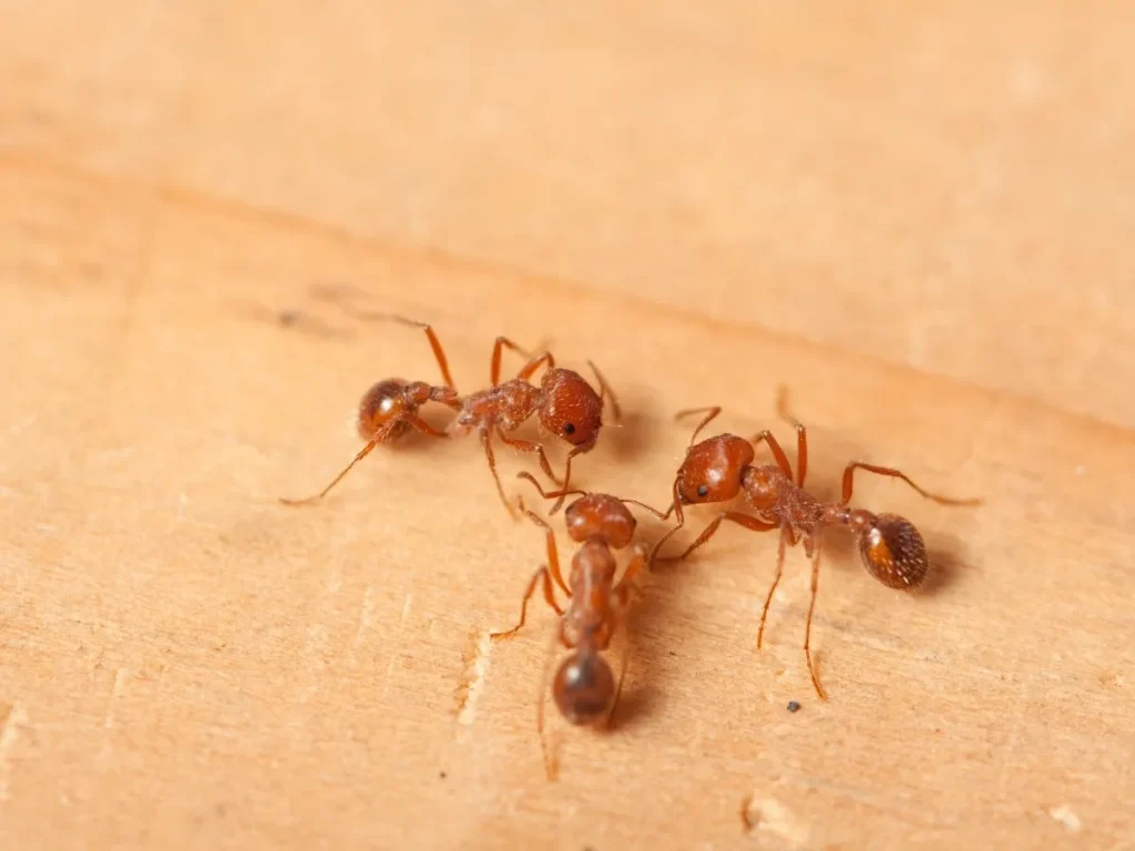 quick pest control Vancouver
