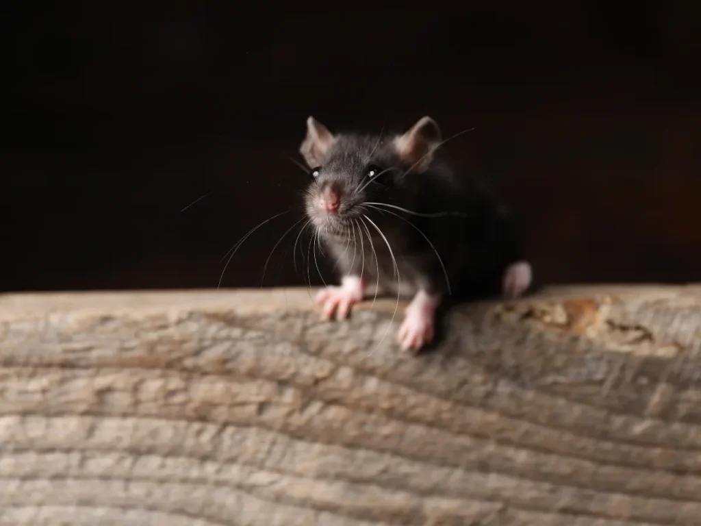 residential pest control Fraser Valley