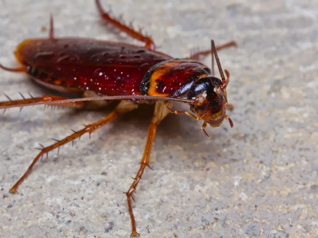 Richmond pest control companies
