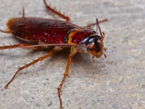 Richmond pest control companies