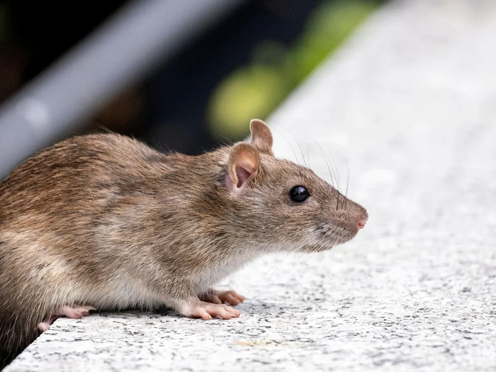 rodent control Maple Ridge