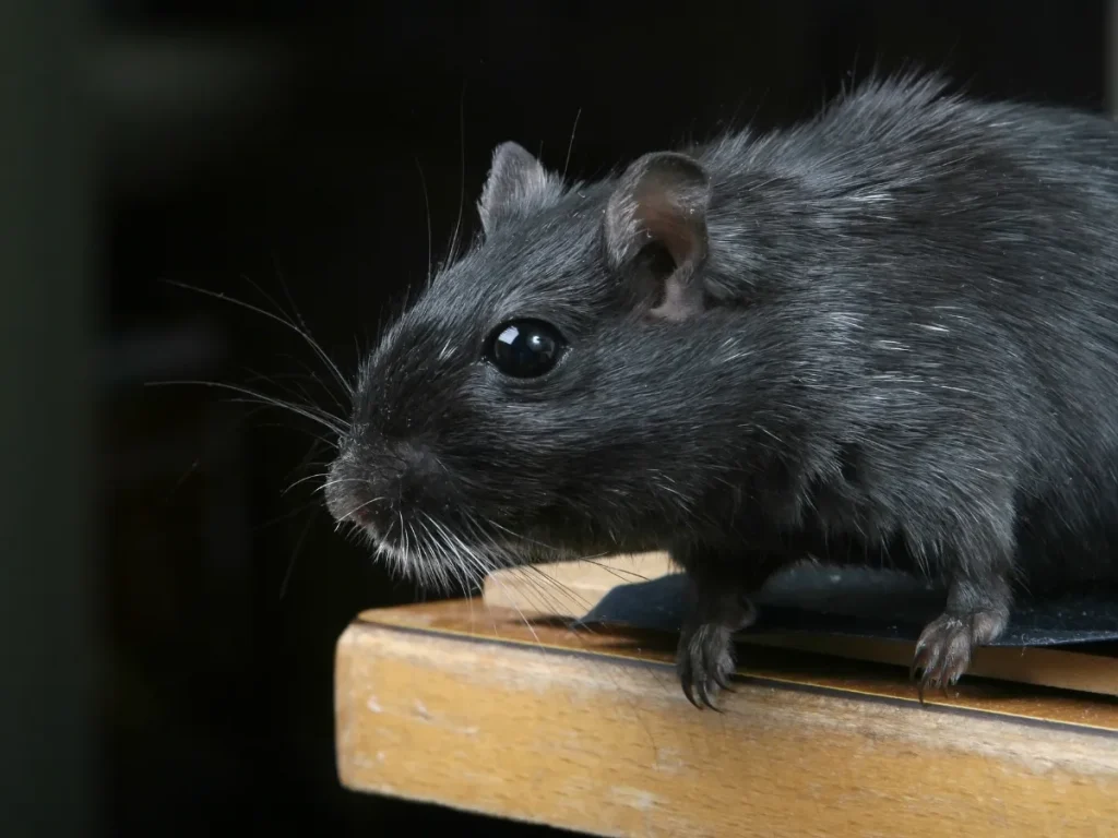 rodent control near me
