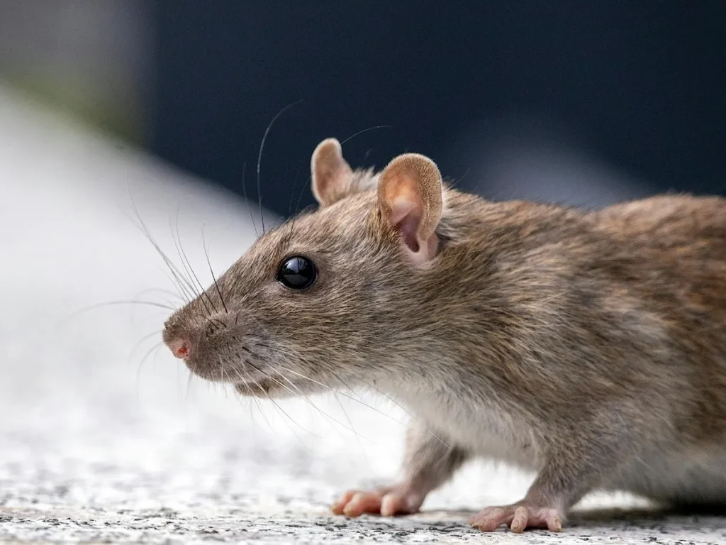 rodent control Burnaby