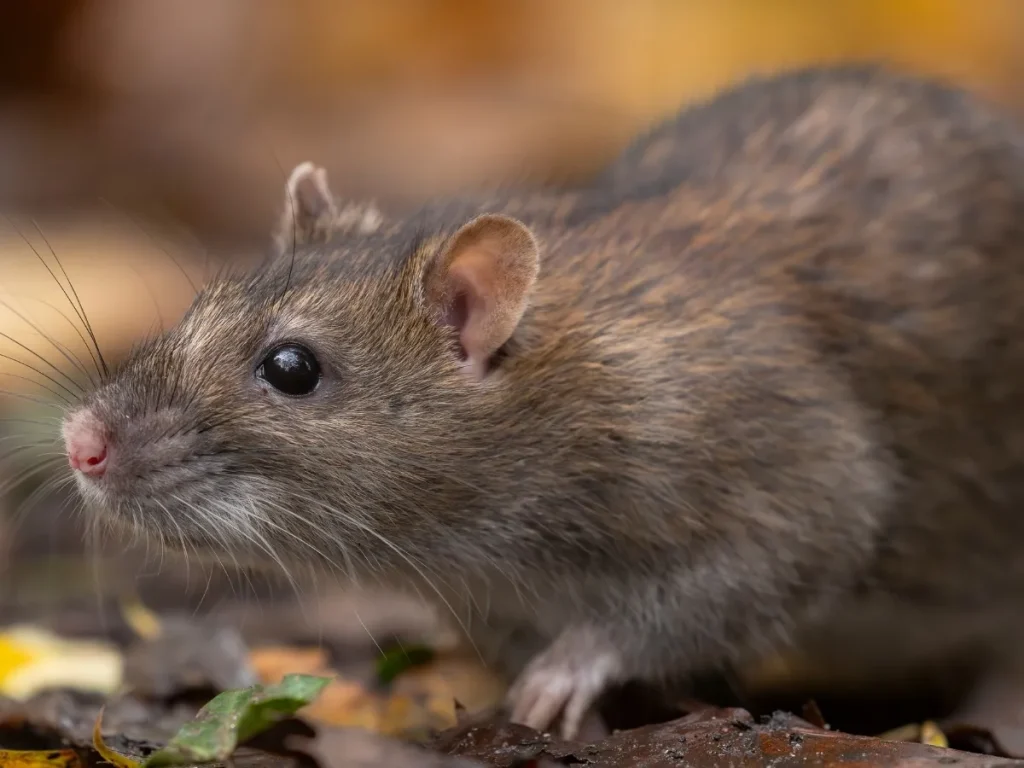rodent control Coquitlam