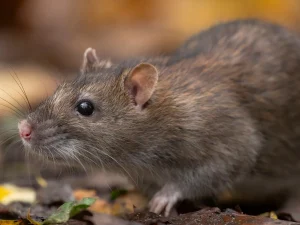 rodent control Coquitlam