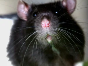 rodent removal services Langley